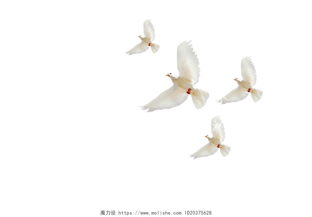白色鸽子鸟类和平鸽png素材